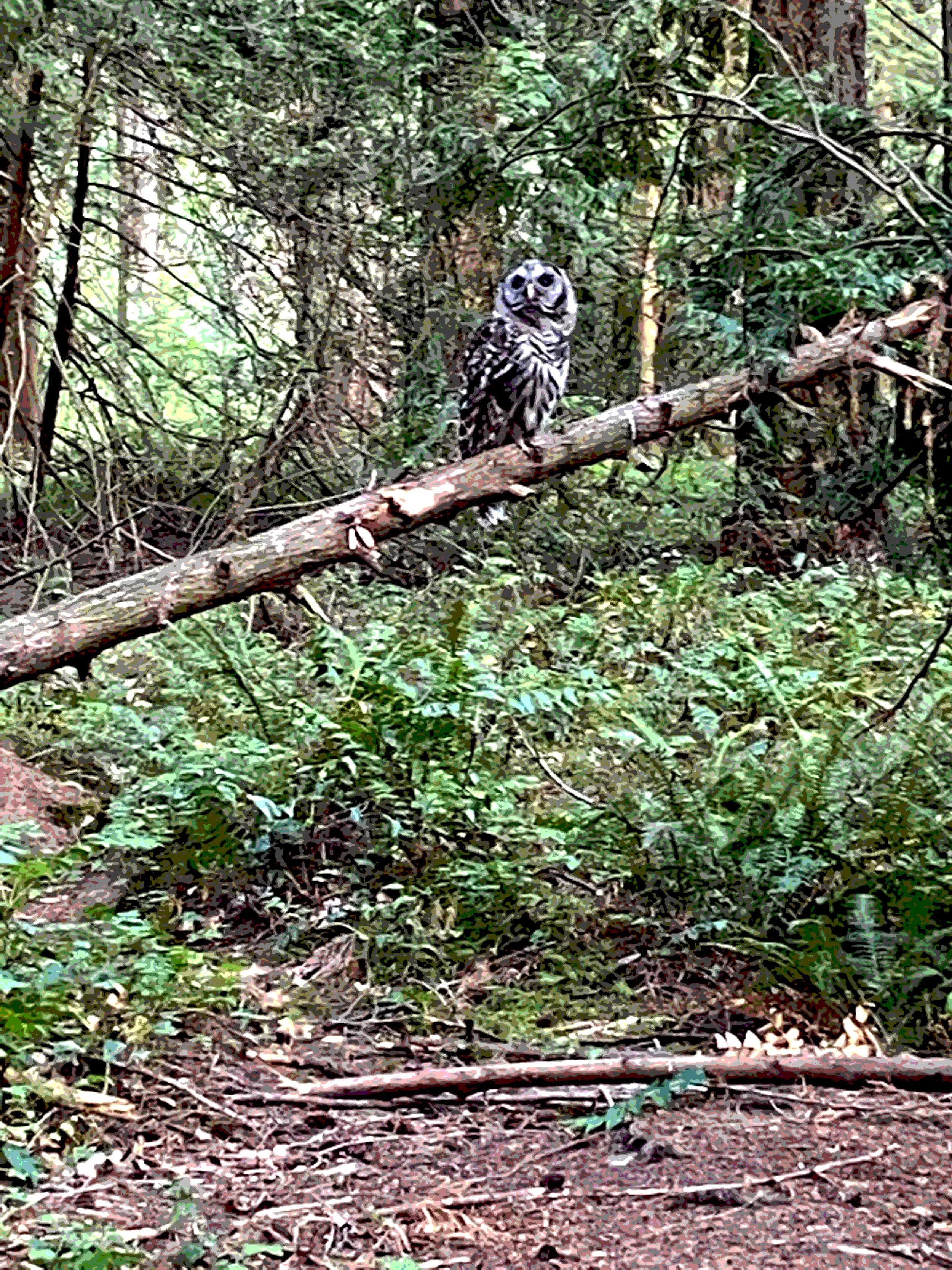 A Divine Hoot