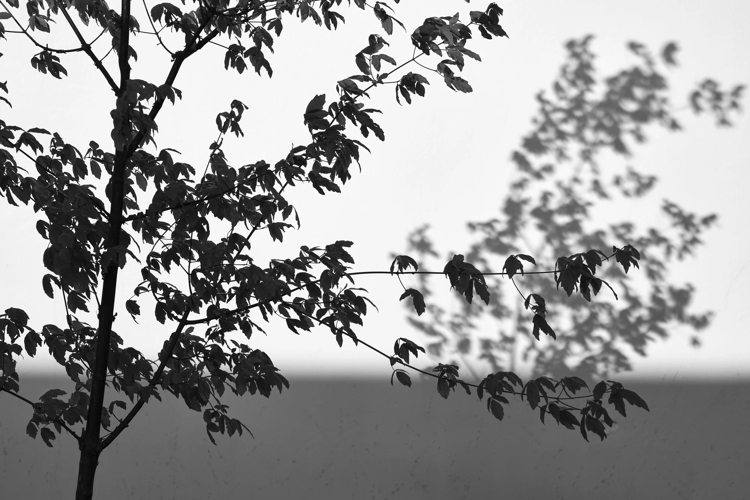 DSCF3722-topaz 2.jpeg