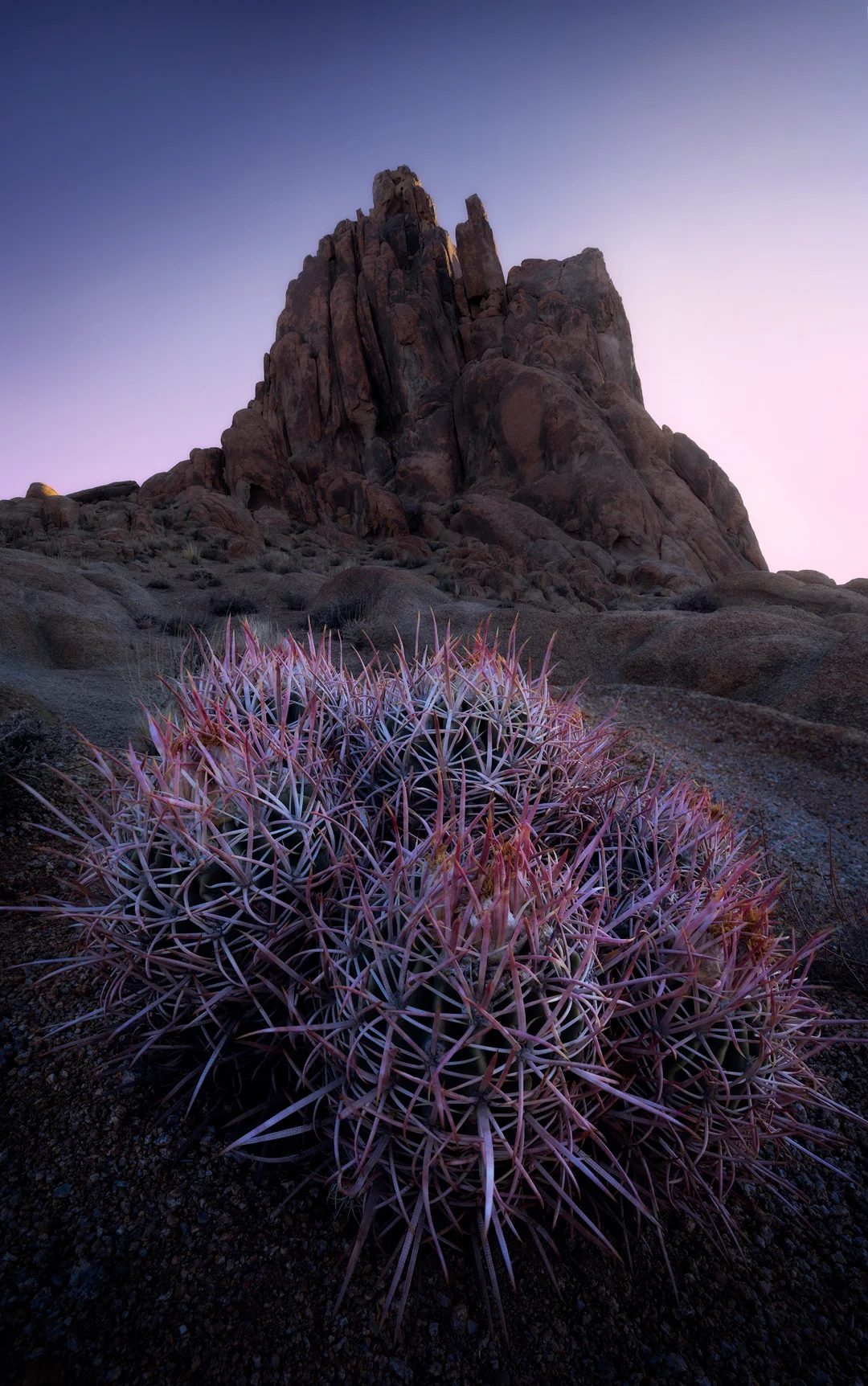 BarrelCactus2.jpg