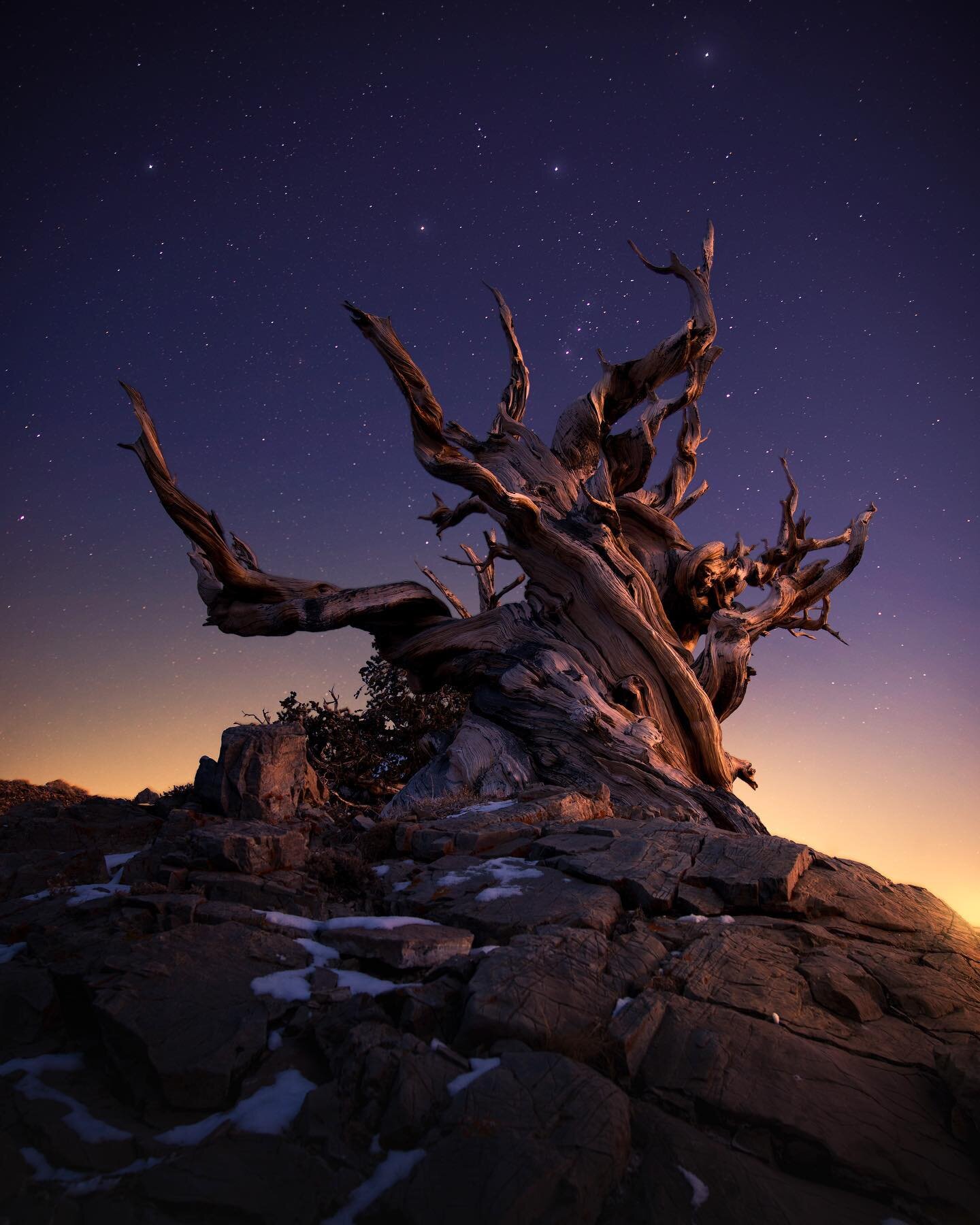 Can you believe this tree is several thousand years old? These bristle cone pines are amongst the oldest non-clonal trees in tbe world. The oldest, Methuselah, is almost 5000 years old! 
.

I was looking through my pictures the other day and came acr
