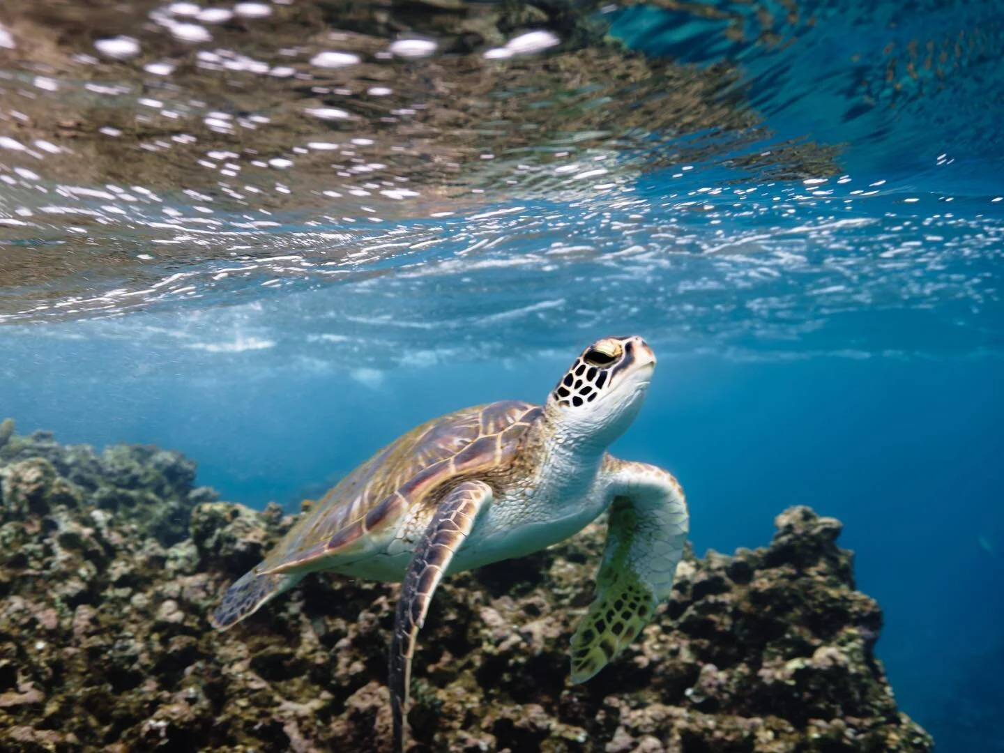 I&rsquo;ve seen my fair share of turtles here but this one I&rsquo;d say was the prettiest one! It&rsquo;s shell was squeaky clean and you could see all ornate and beautiful patterns🧼 10/10 turtle
&bull;
&bull;
&bull;
#oahu #hawaii #hawaiiphotograph