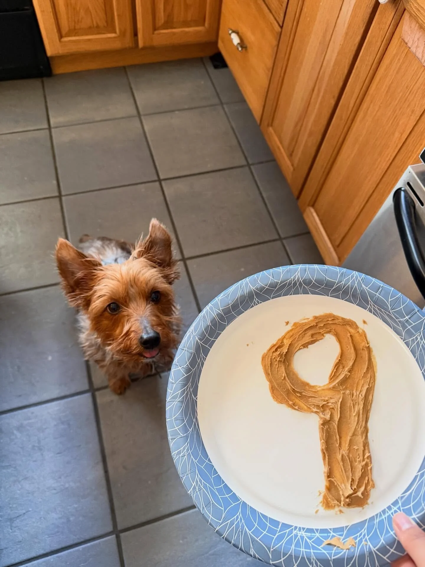 Happy 9th Birthday to my beautiful baby boy! 

He is a little nut job that is always full of so much energy, even now at 9 years old! 

Thank you to everyone who loves this little guy as much as I do. I just can&rsquo;t believe he&rsquo;s 9! 

#dogs 