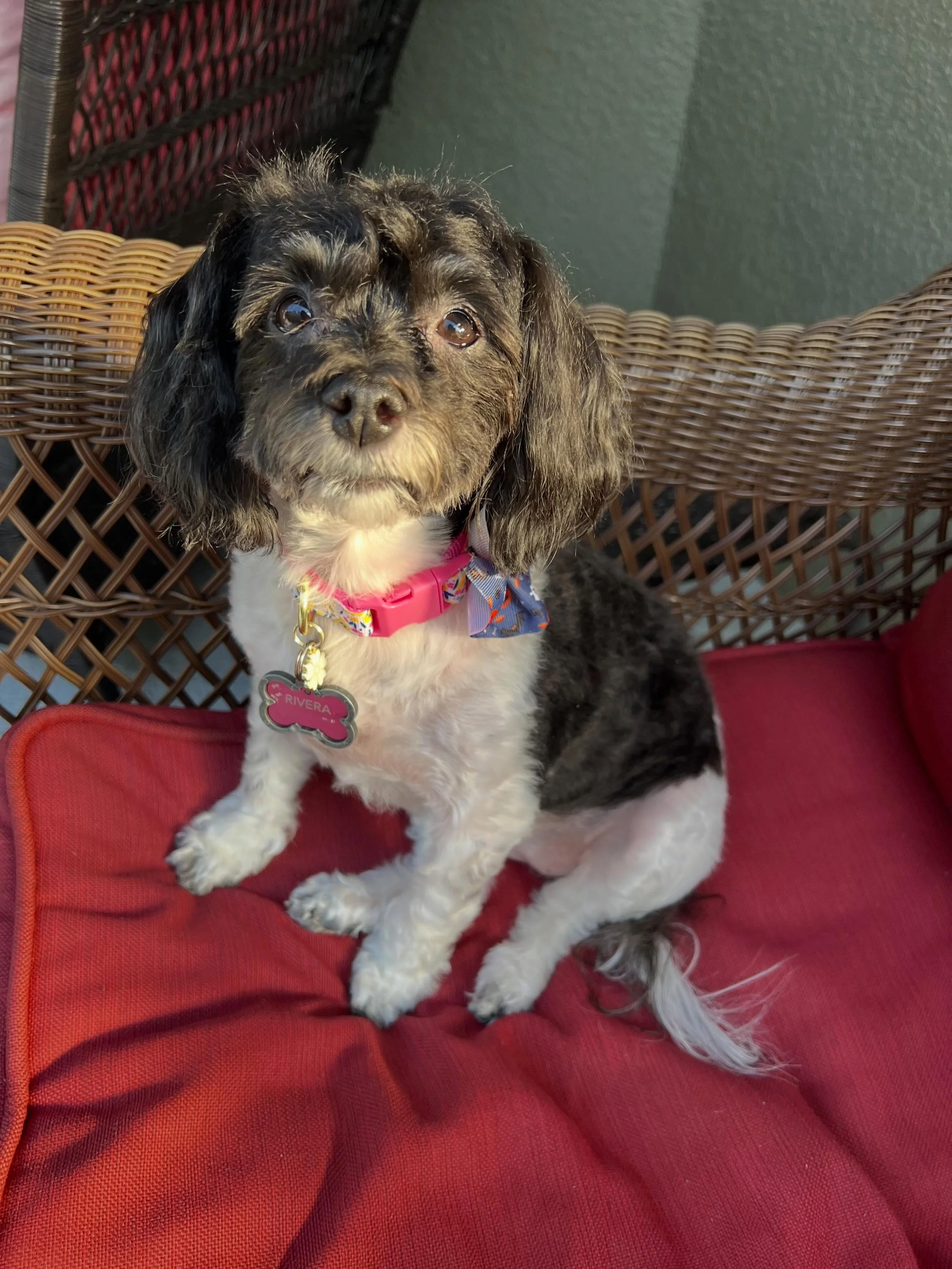 My pretty princess 💜

I am going to miss my pretty girl so much. Thank you for being the best dog when we needed you most. I love you Coco Channel✨