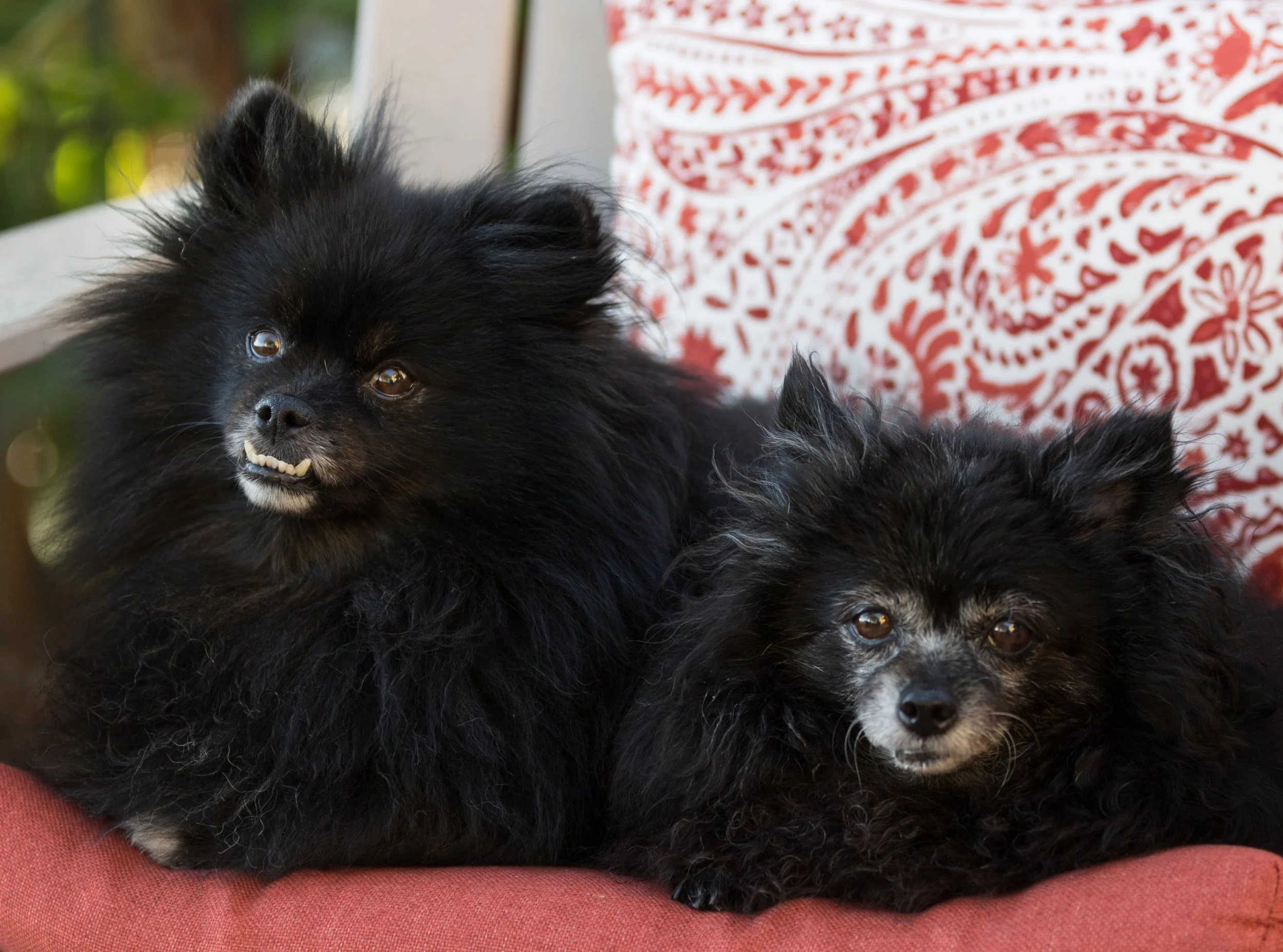 smudge and winston.jpg