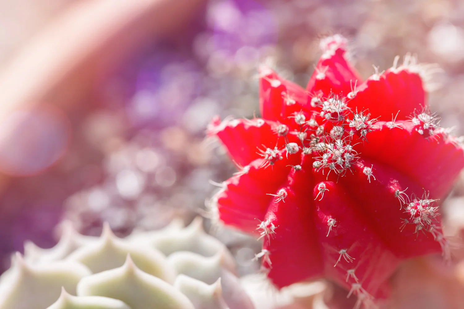 Deanna Heitschmidt Flora 006.jpg
