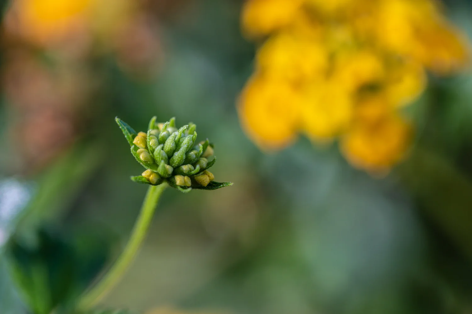 Deanna Heitschmidt Flora 007.jpg