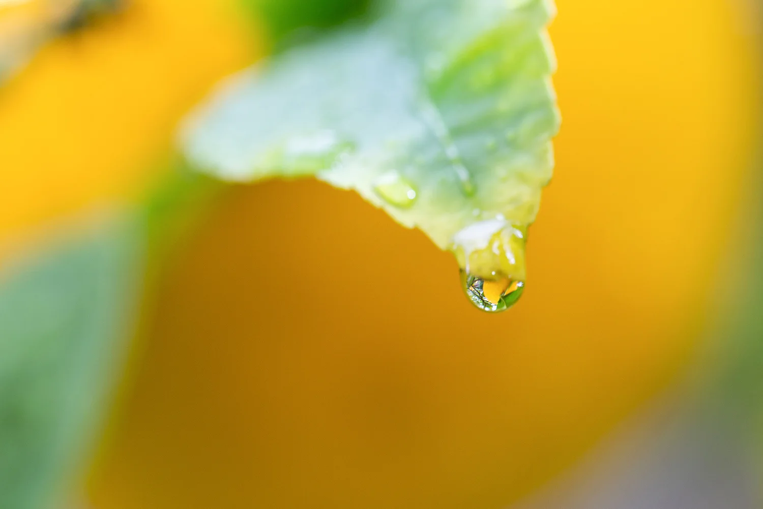 Deanna Heitschmidt Flora 019.jpg
