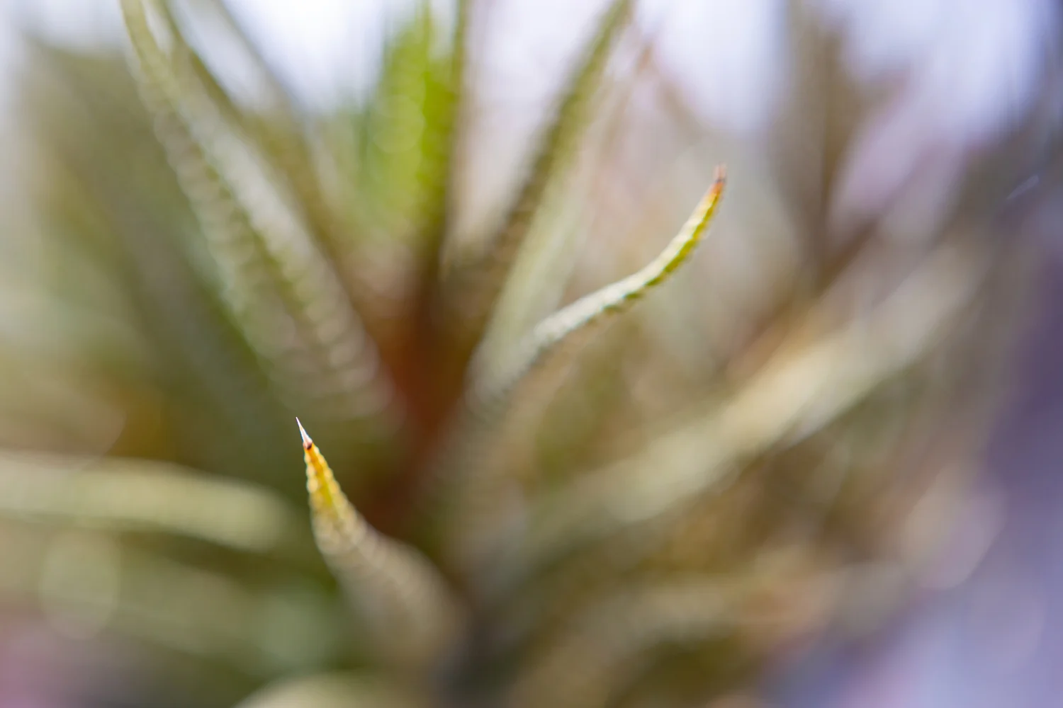 Deanna Heitschmidt Flora 024.jpg