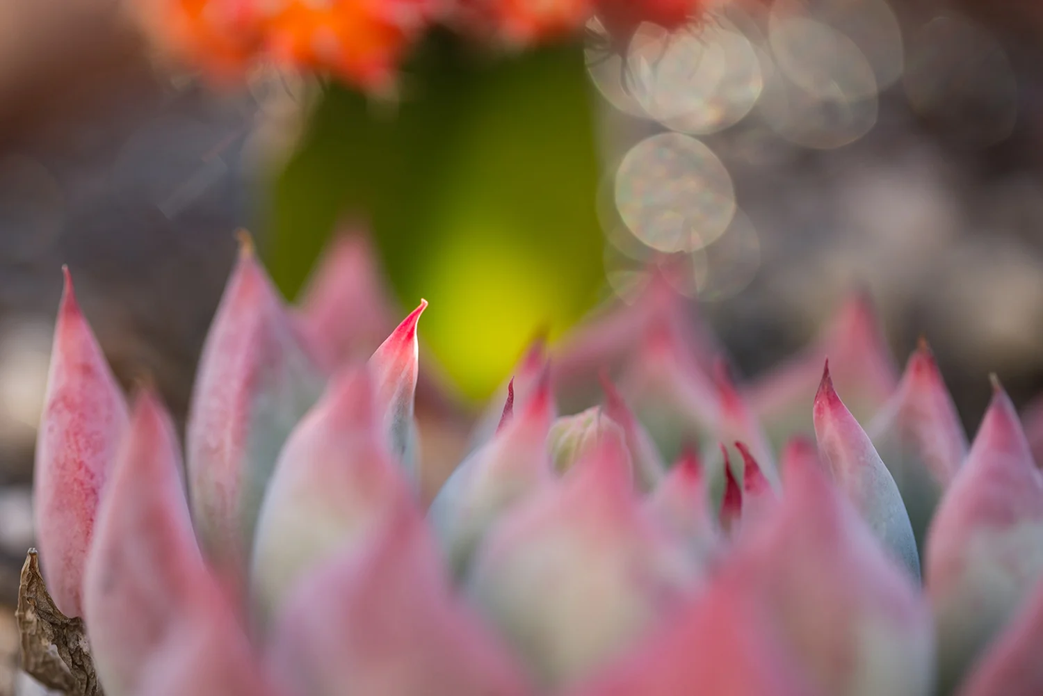 Deanna Heitschmidt Flora 026.jpg