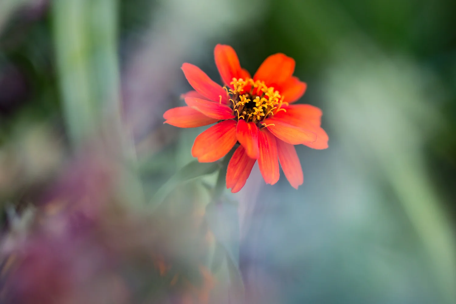 Deanna Heitschmidt Flora 028.jpg