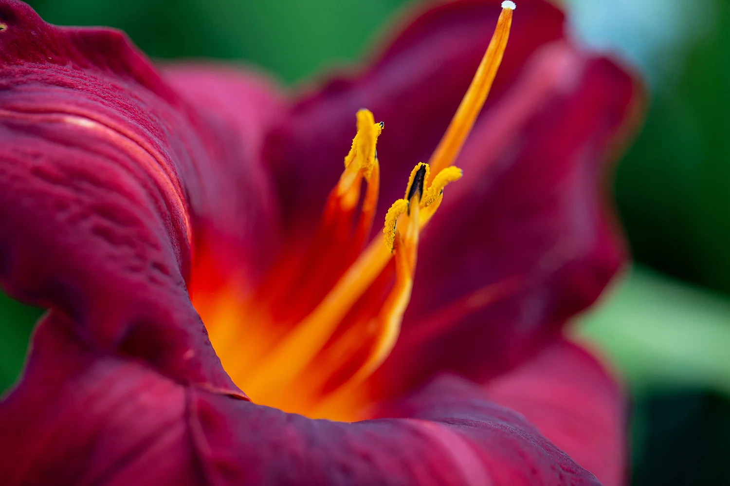 Deanna Heitschmidt Flora 030.jpg