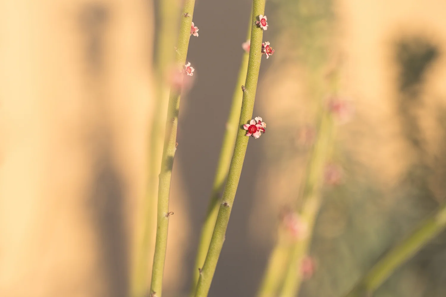 Deanna Heitschmidt Flora 038.jpg