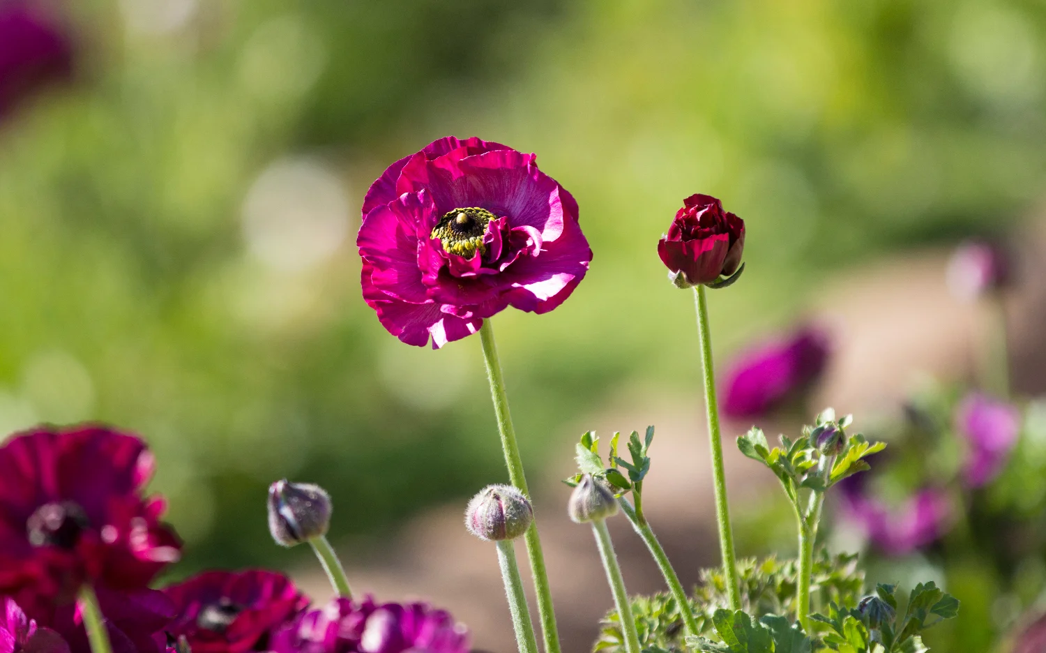 Deanna Heitschmidt Flora 043.jpg