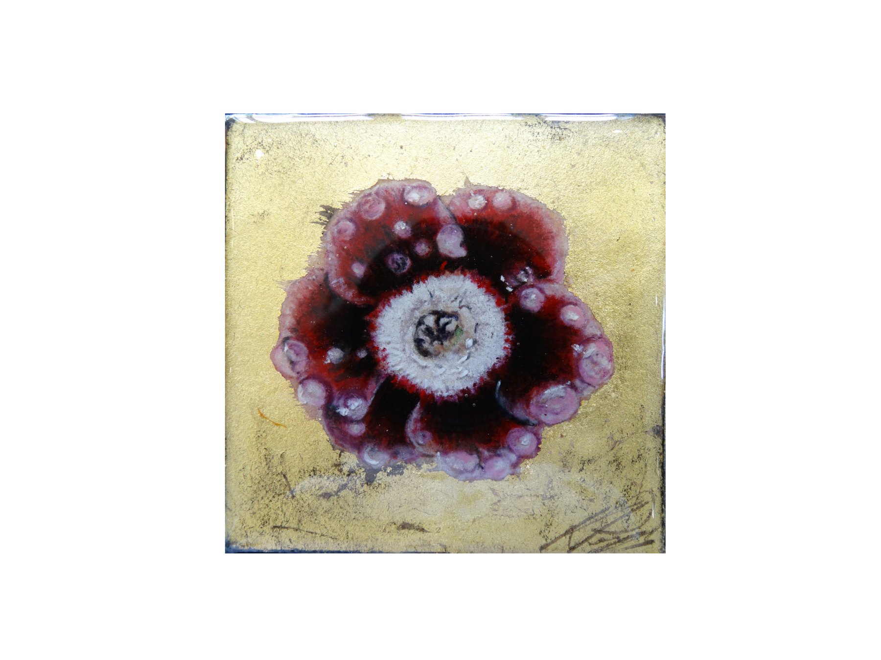 AURICULA 1