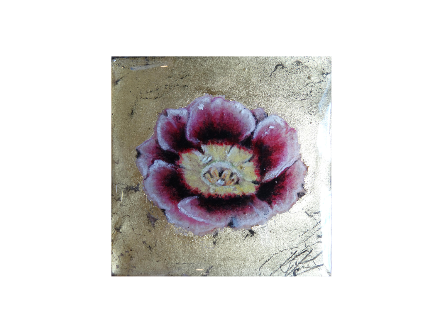 AURICULA 2