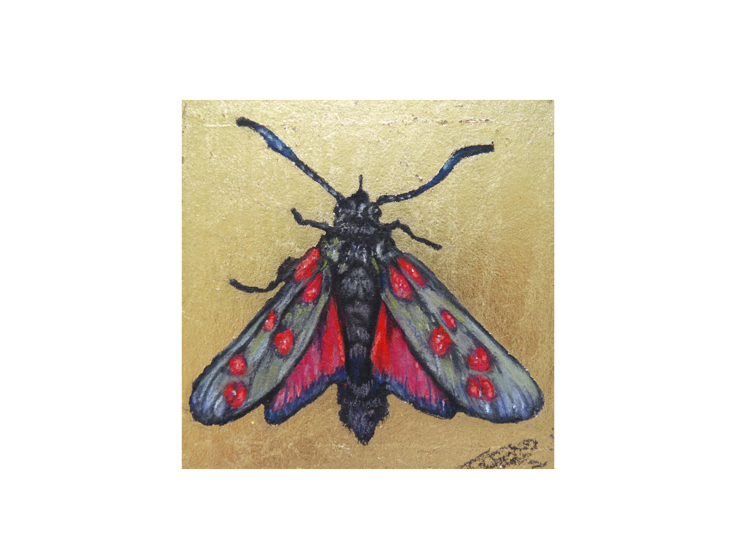 CYANIDE MOTH