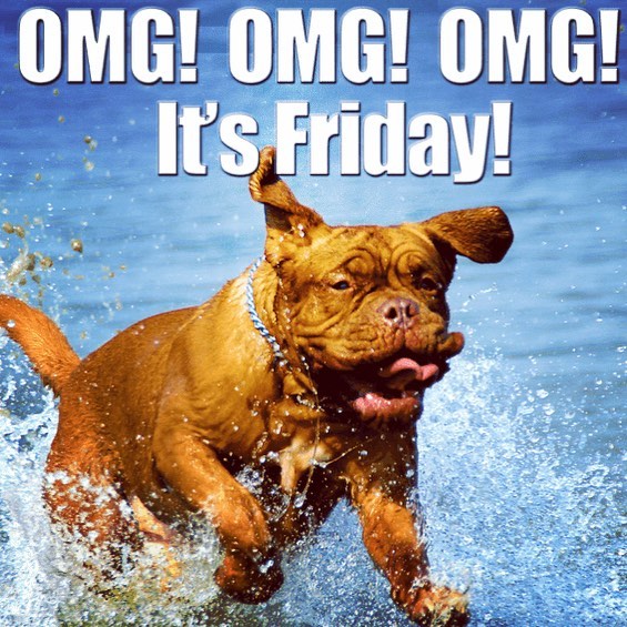 Have a safe and happy weekend everyone! 🐾🙌 #animalchiro#animalchiropractic #weekend
