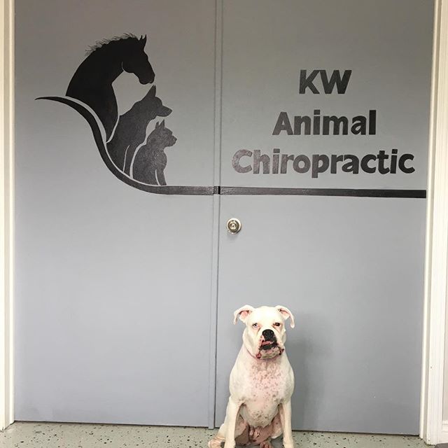 Cadie officially endorses KW Animal Chiropractic!
#dogsofinstagram #animalchiropractic #kitchener #waterloo #kwawesome