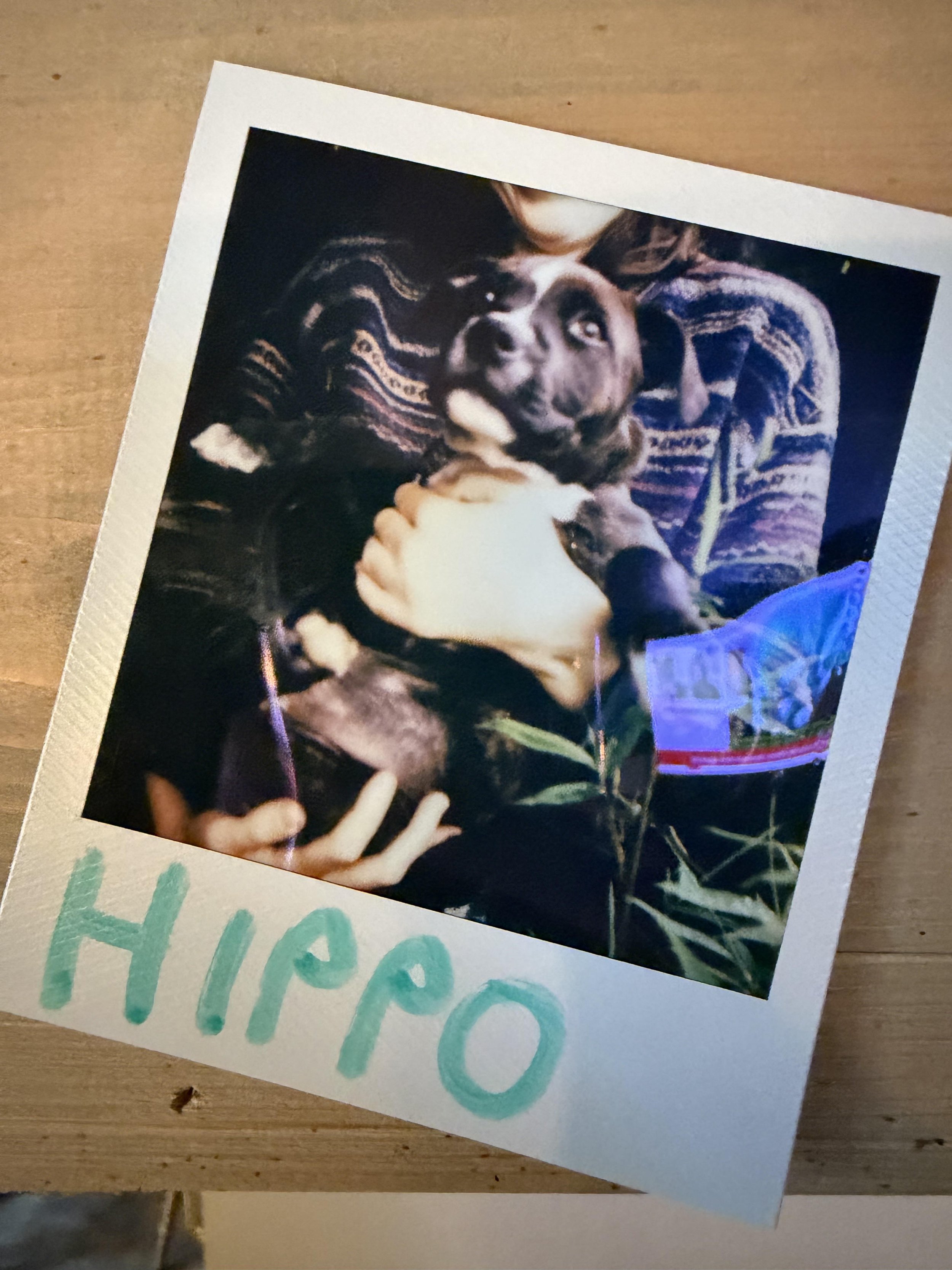 hippo.jpg