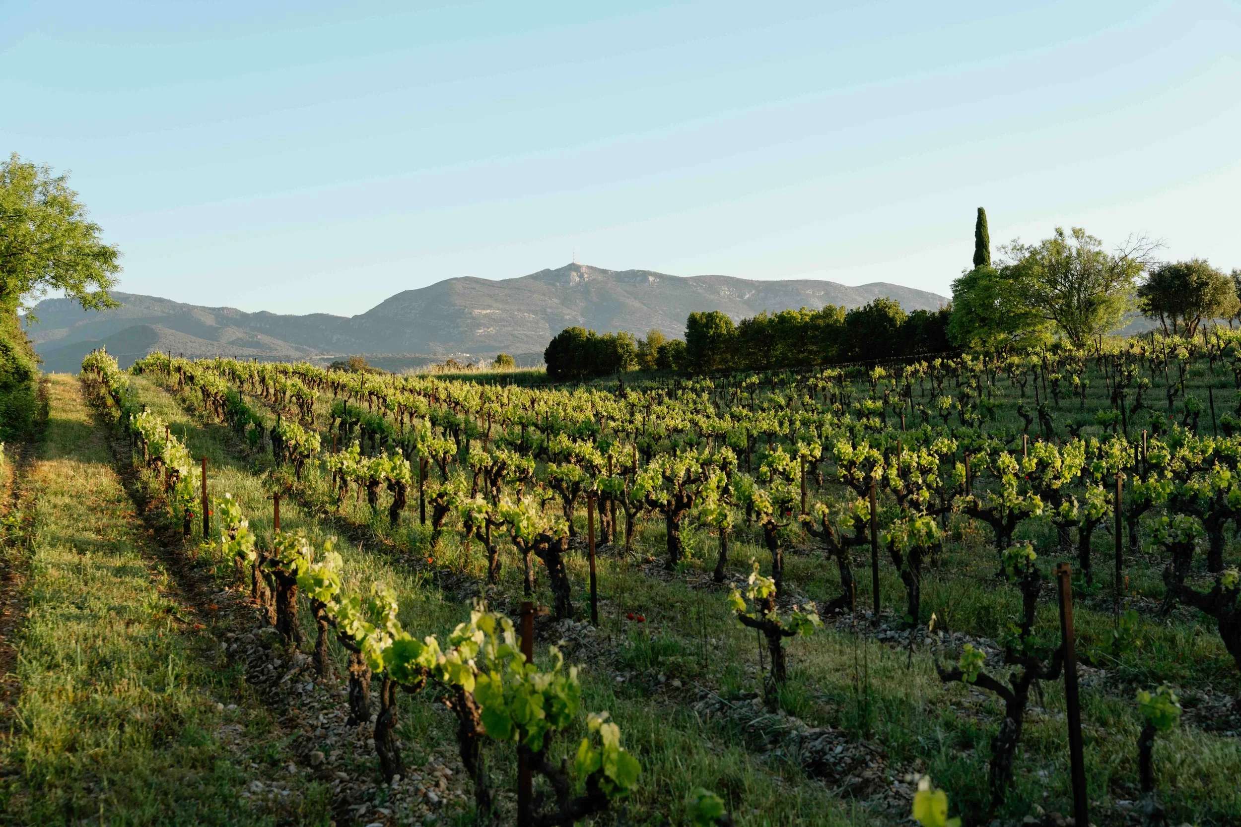 Mas Cal Demoura - Baudille - ©MelodyPallas -7404166.jpeg