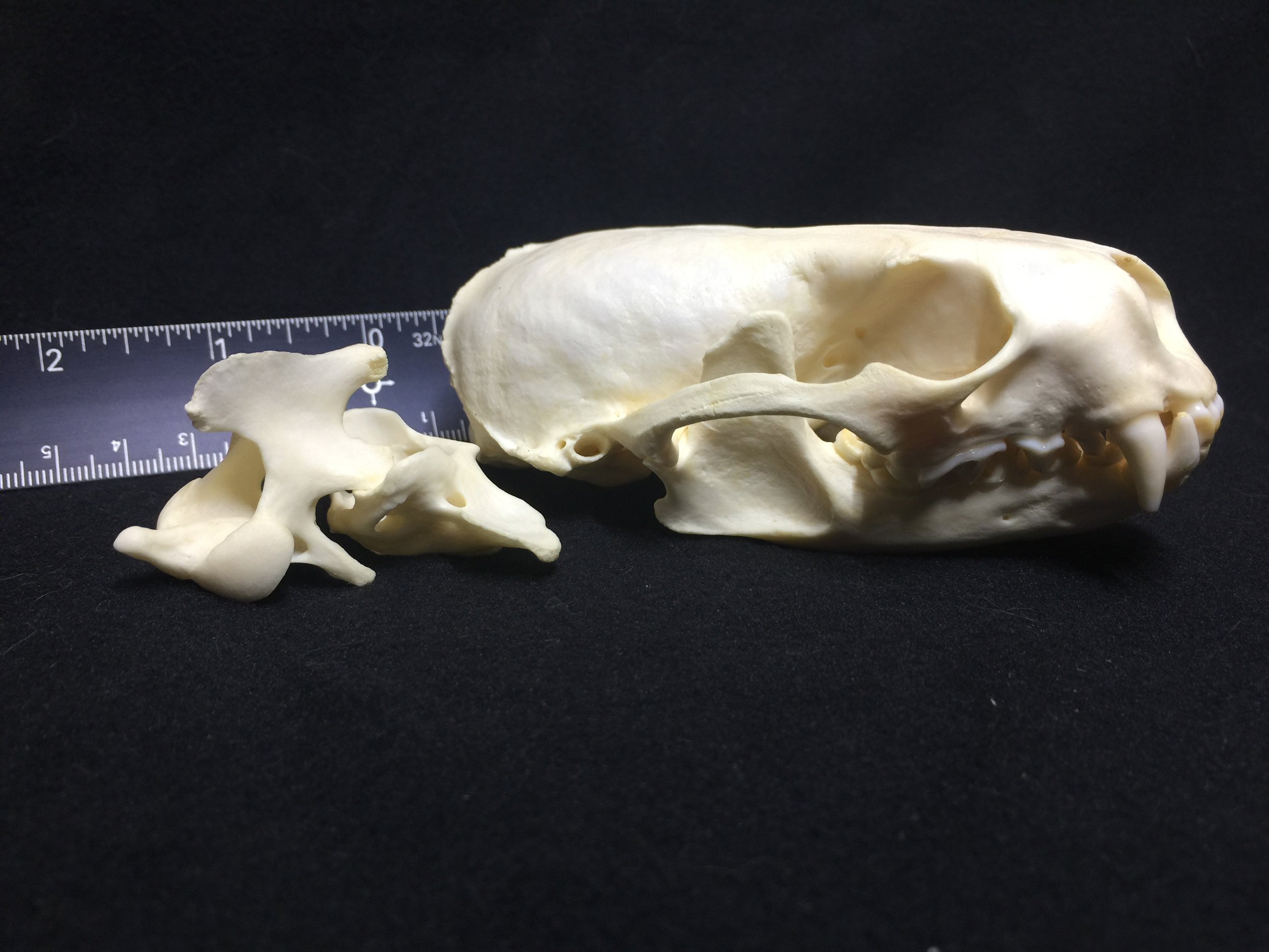 Perfect Real American River Otter Skull 