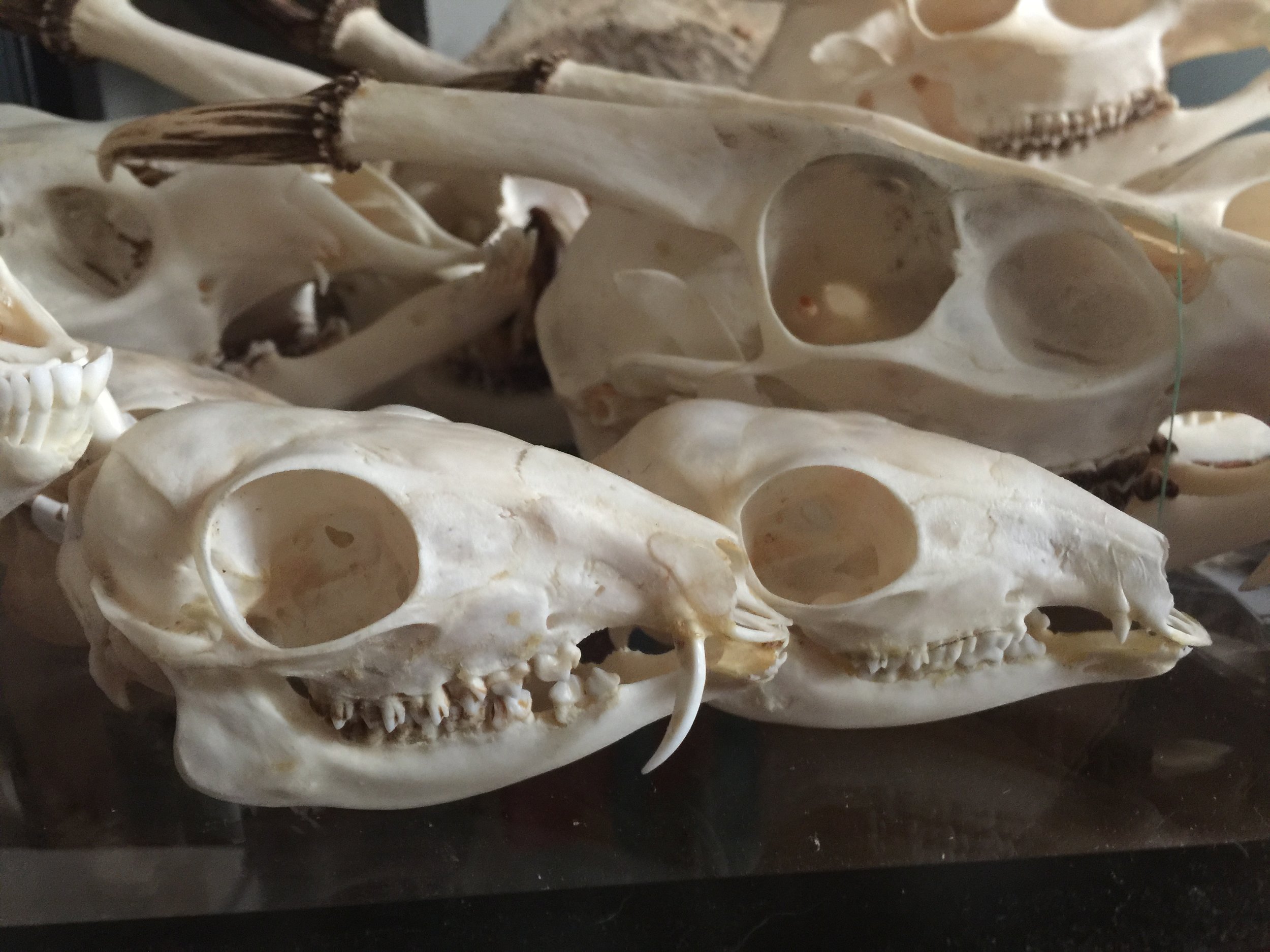 New to collecting skulls? Here is what you need to know. — Osseous Remains
