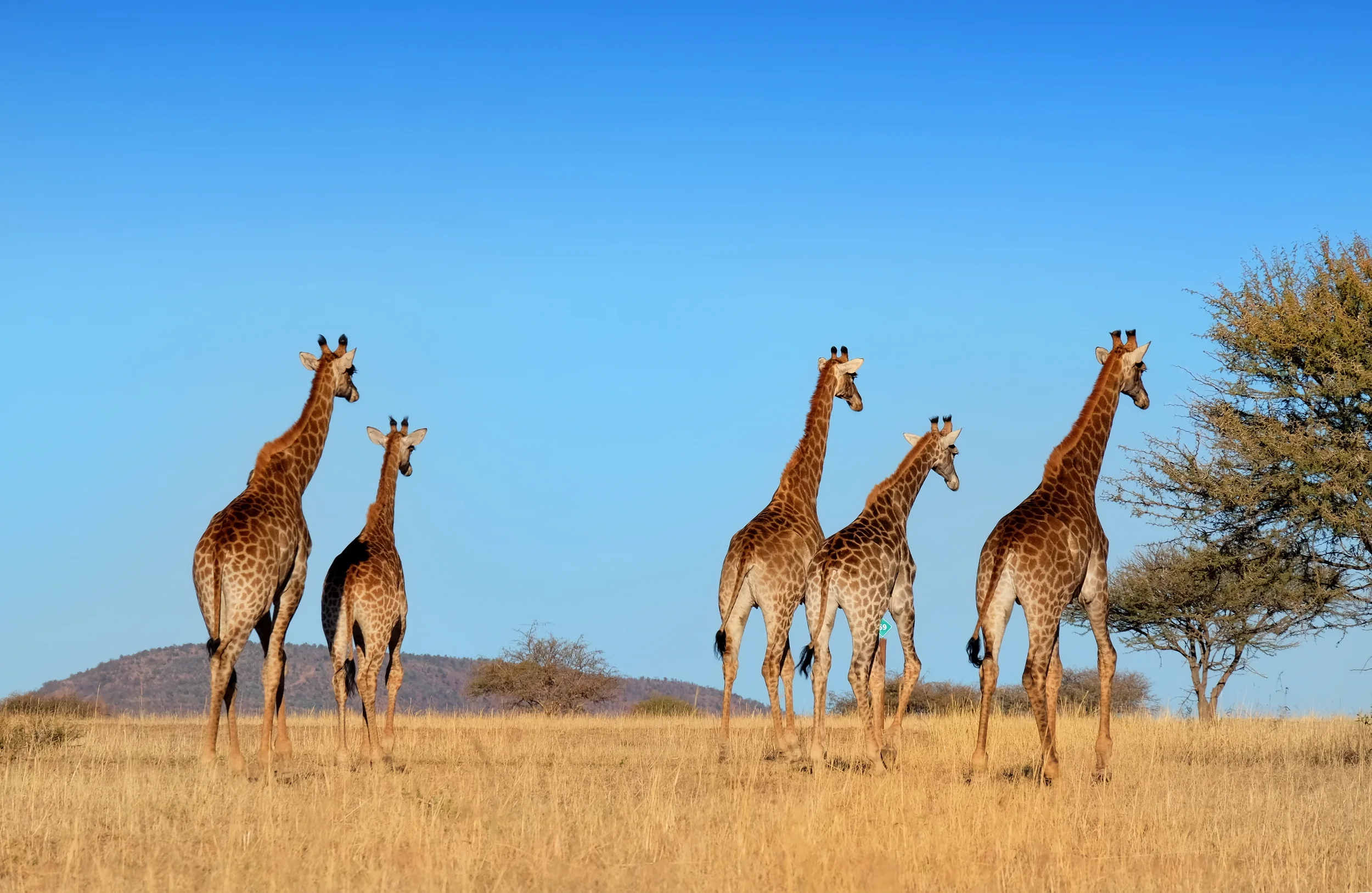 PH Zebula Lodge Final Edited 42.JPG