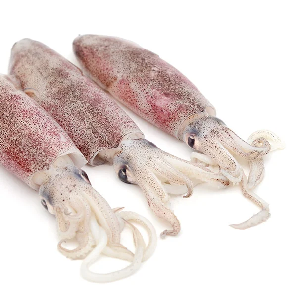squid.jpg