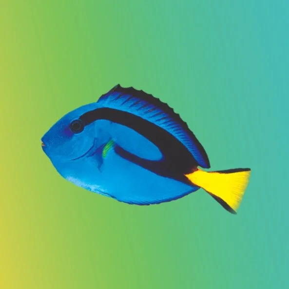 Are Most Fish Omnivorous?