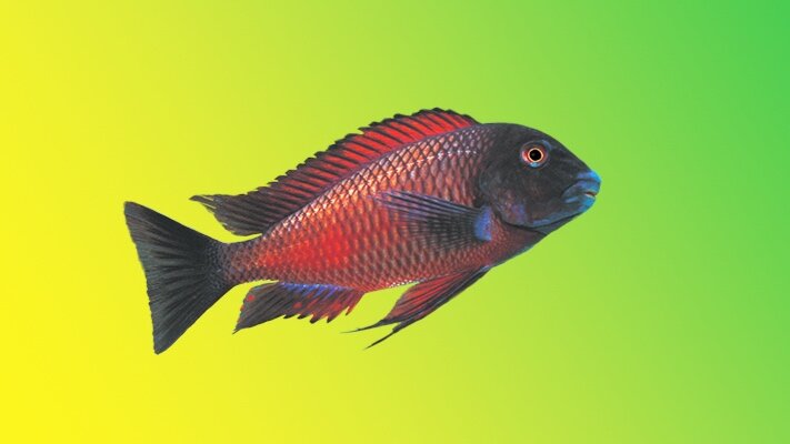Carbohydrates & Fats in Aquariums — New Life Spectrum®: Fish Food