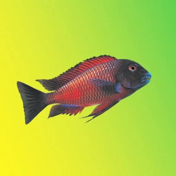 Carbohydrates & Fats in Aquariums