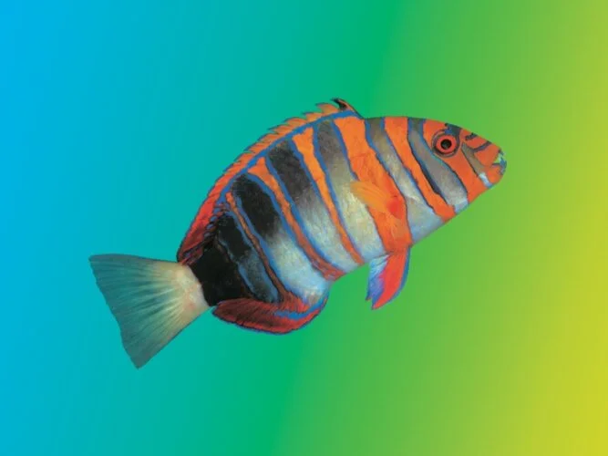 Aquarium Nutrition: Putting it All Together