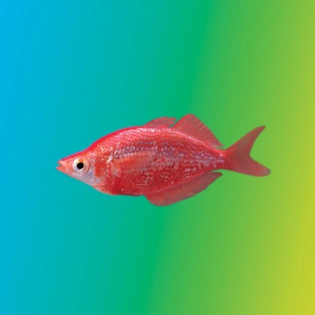 Finding Fish Nutrition Facts