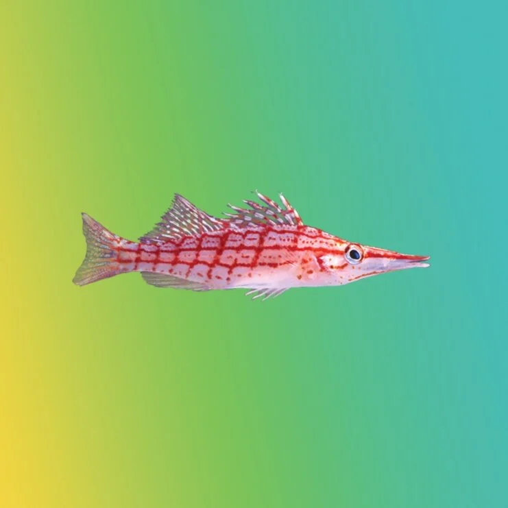 Feeding Tips & Guidelines