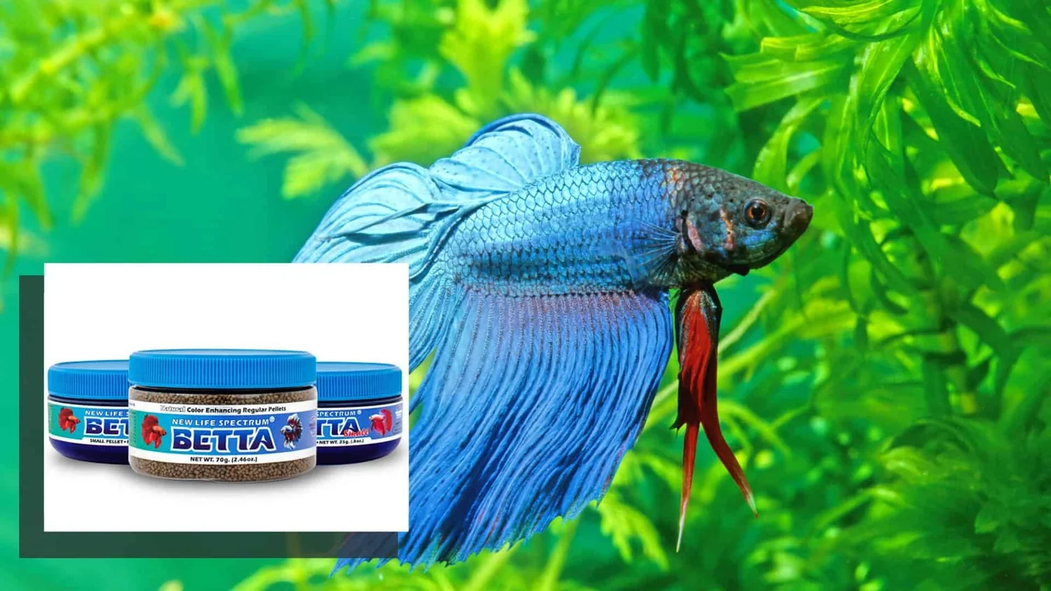 Best Food for Betta Fish Color: Enhance Vibrancy Naturally