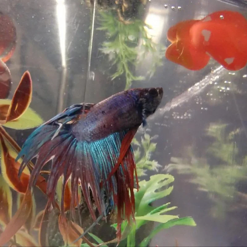 BettaSmart: Calculating the Real Cost of Betta Ownership