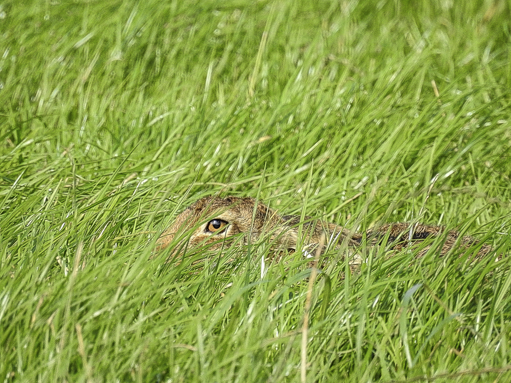  Brown Hare 