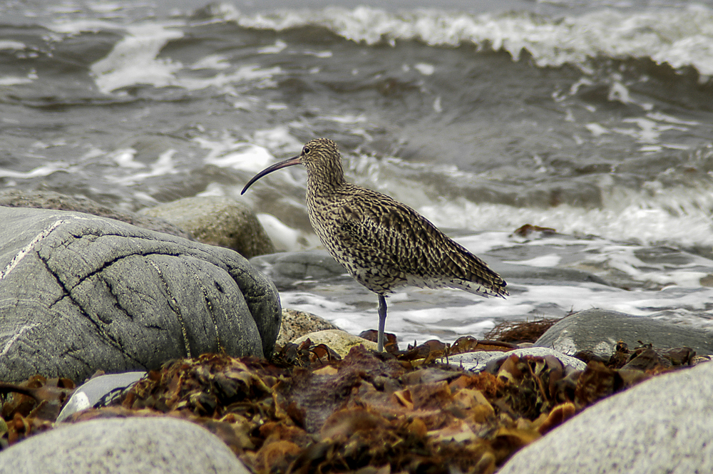  Curlew 