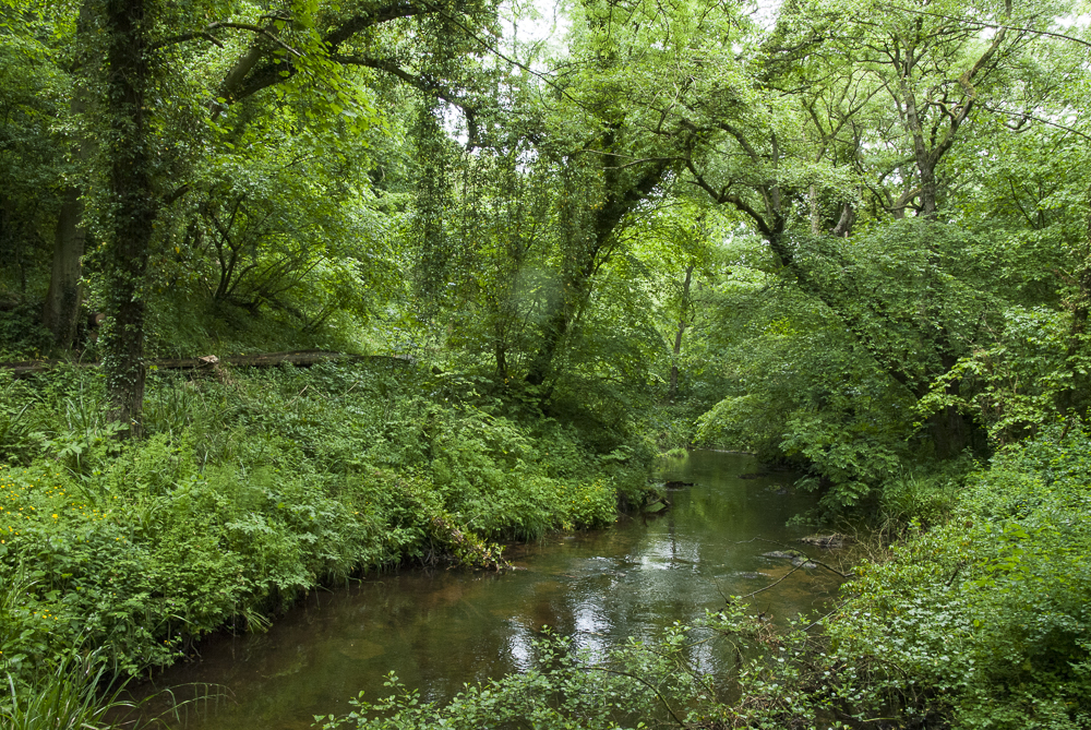 Forge Valley Woods