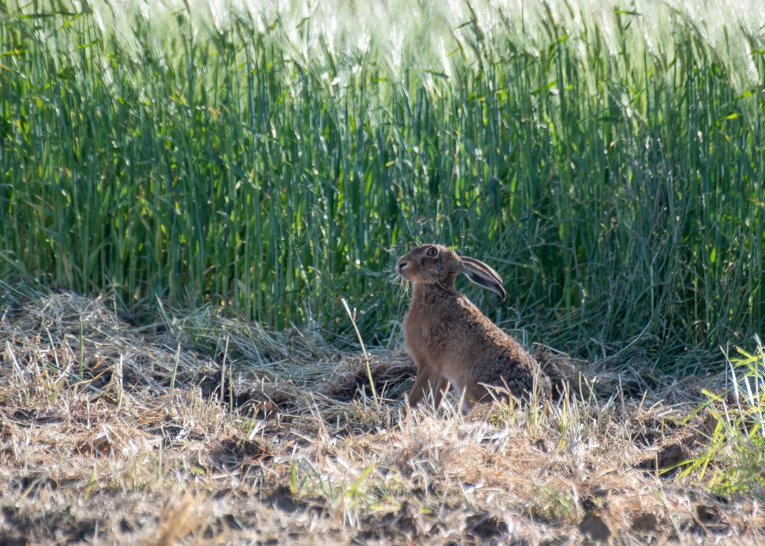 _JAN0907-Enhanced-NR.jpg (Copy)