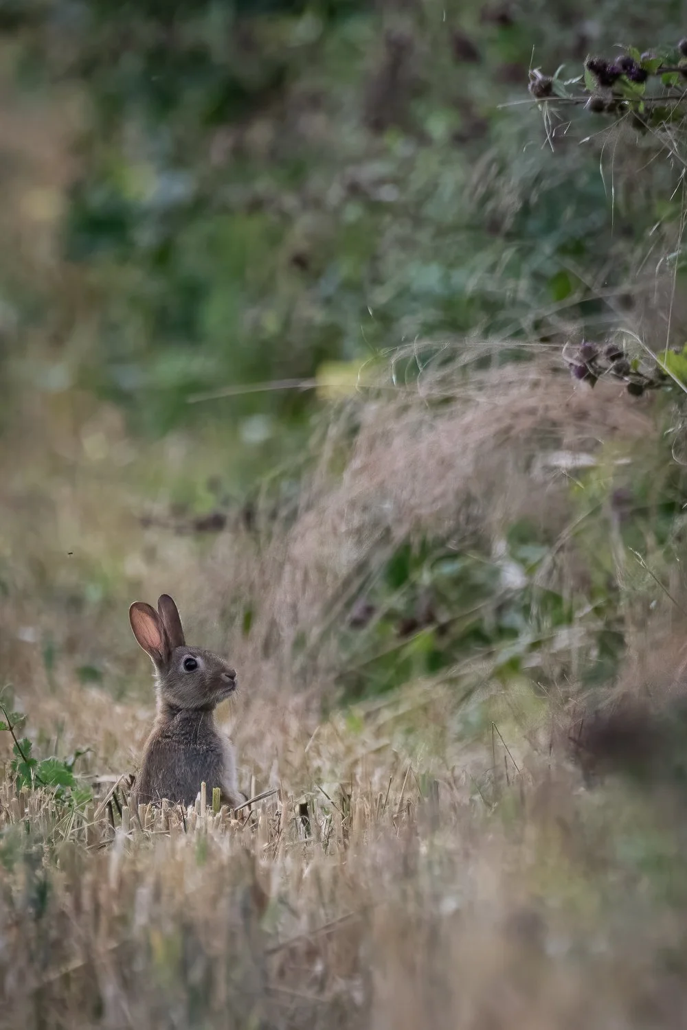 _JAN3938-Edit.jpg (Copy)