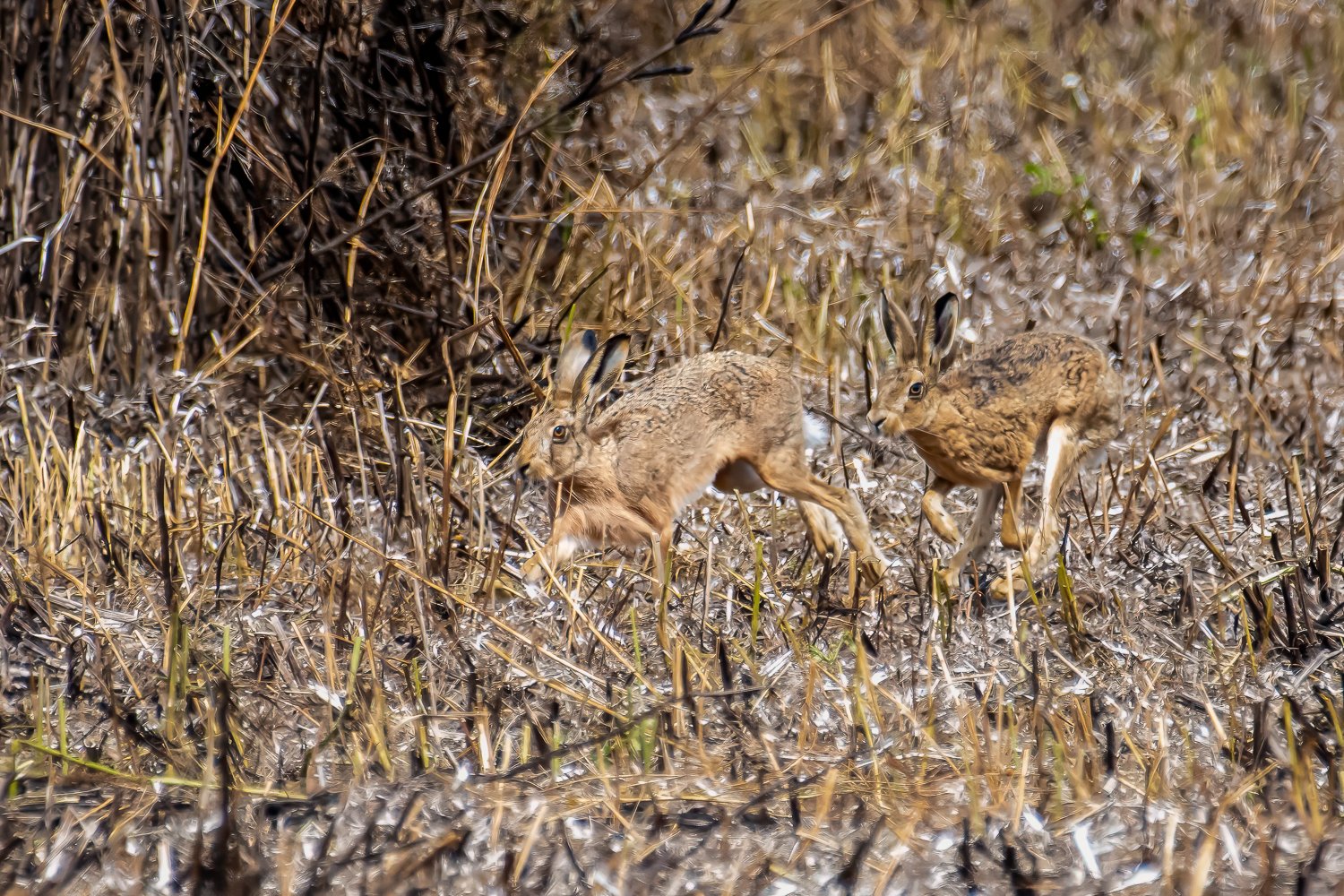 _JAN4628-Edit.jpg (Copy)