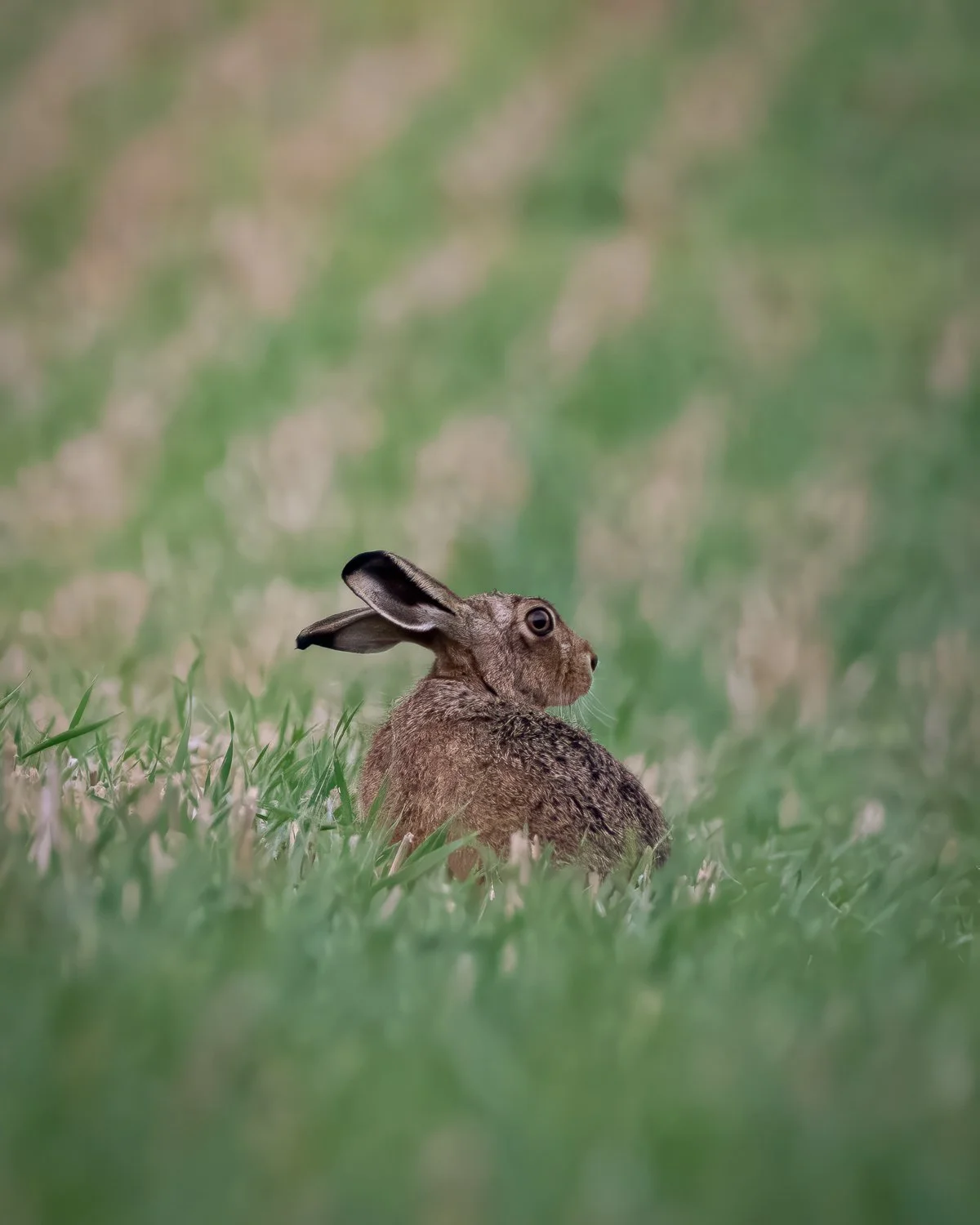 _JAN5556-Edit.jpg (Copy)