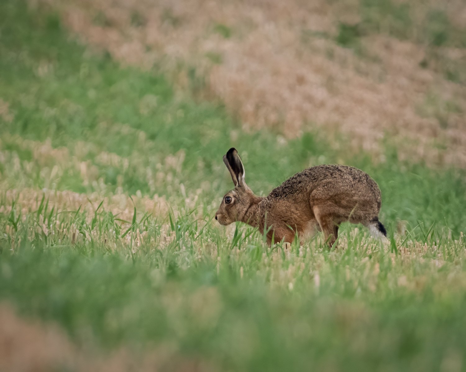 _JAN5565-Edit.jpg (Copy)