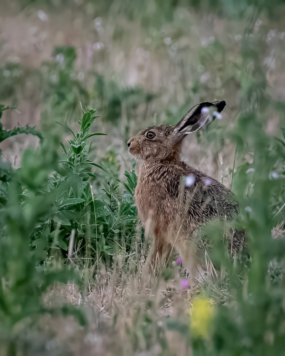 _JAN5644-Edit.jpg (Copy)