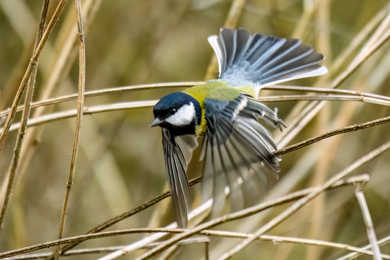 _PD12282-Edit.jpg (Copy)