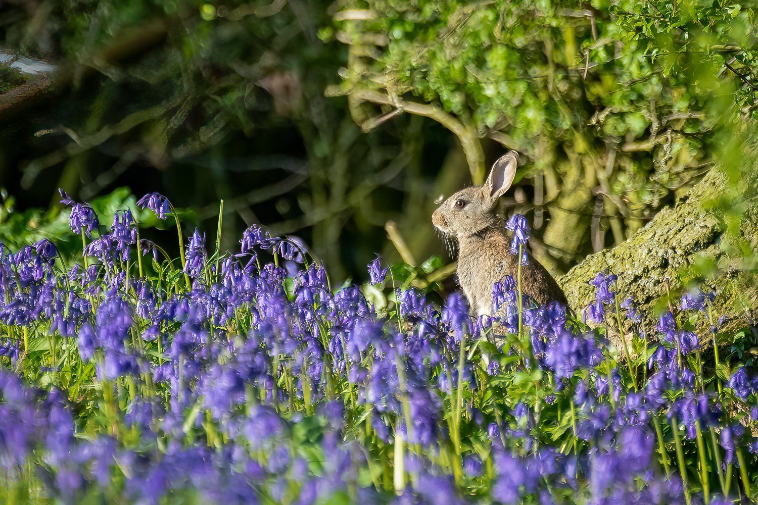 _JAN7375-Edit.jpg (Copy)