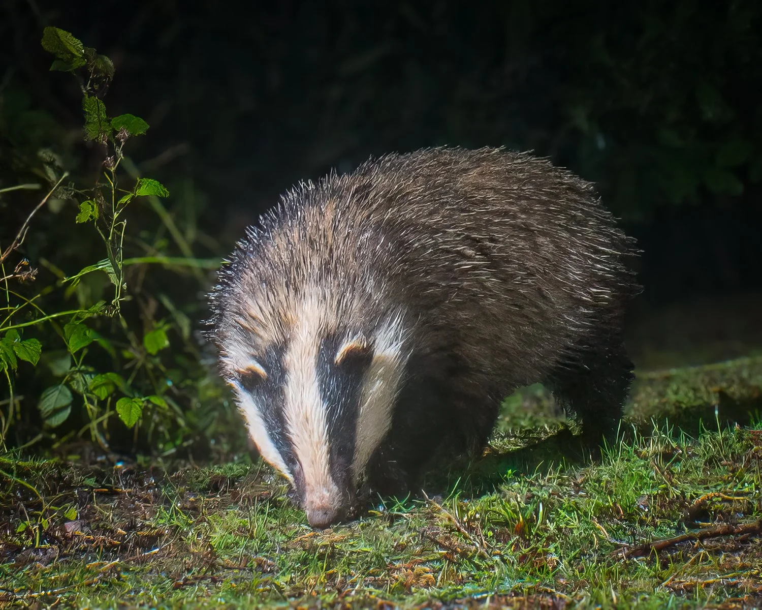 CT1_0517-Edit.jpg (Copy)