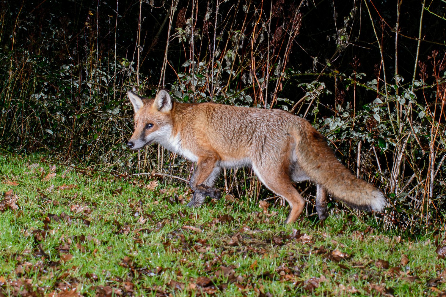 CT1_2384-Enhanced-NR.jpg (Copy)