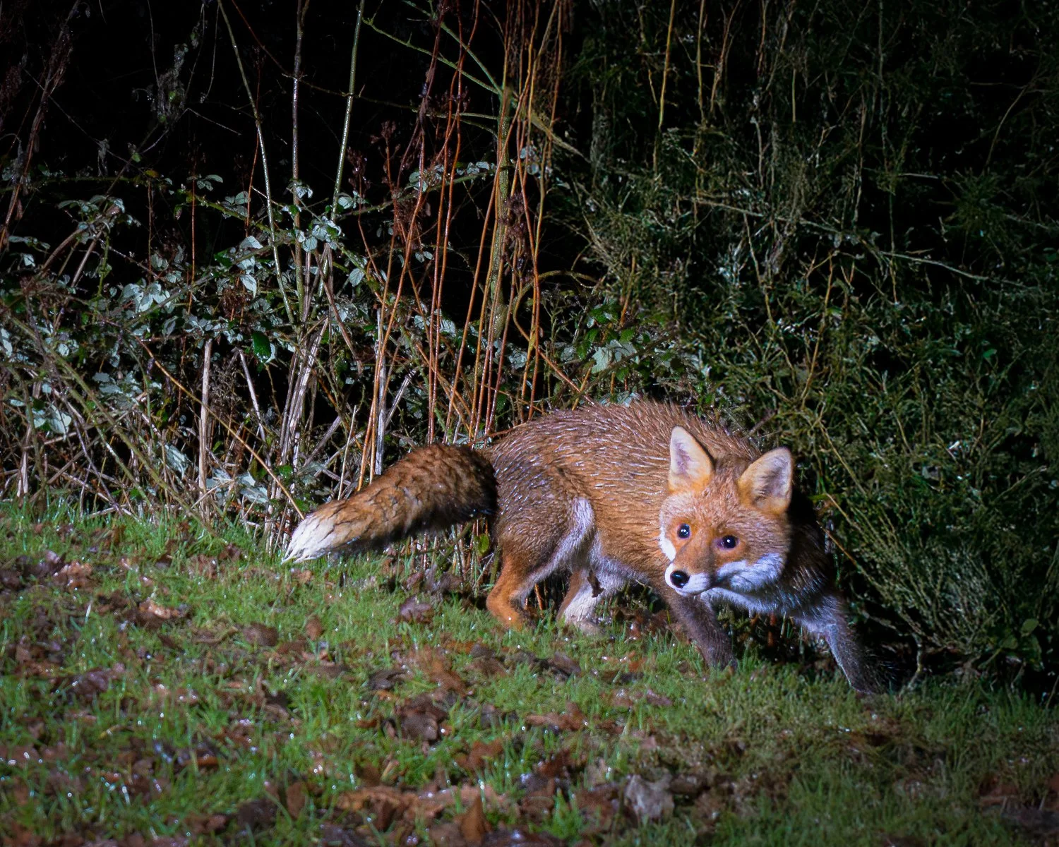 CT1_2408-Edit-Edit.jpg (Copy)